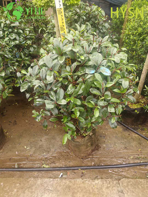 Ornamental Red Tip Photinia Shrub for Wholesale Export