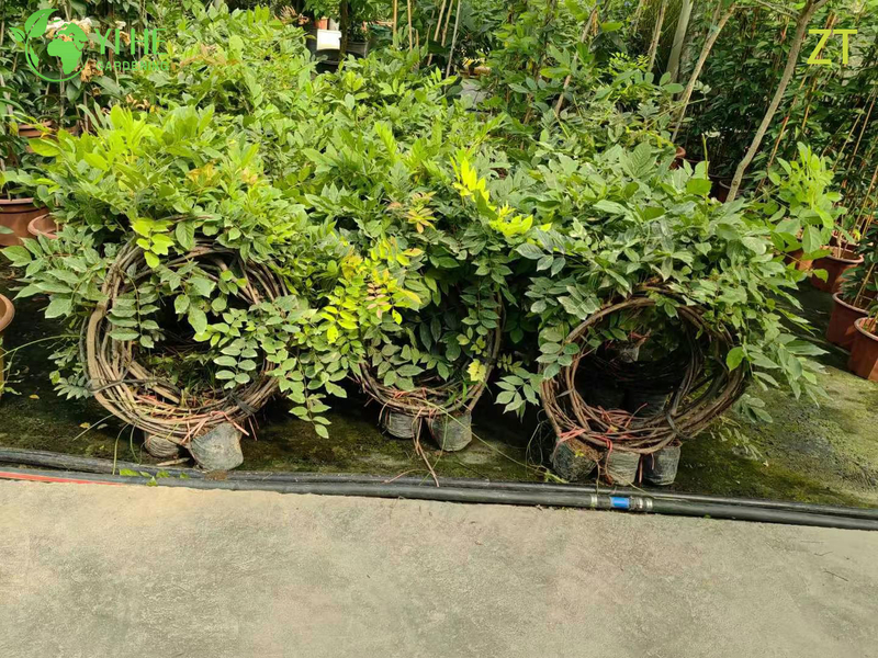 Ornamental Fragrant Wisteria Vine for Wholesale Export Tree