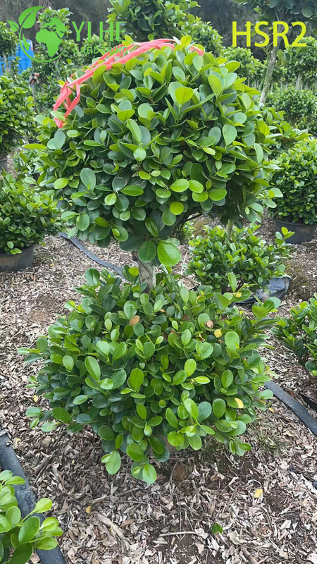 Evergreen Ficus Cone Multi-Ball Pom-Pom Tree for Landscape Design