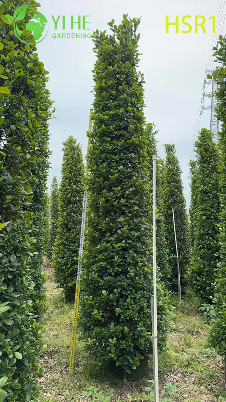 Evergreen Columnar Ficus Cone Topiary for Outdoor Landscaping