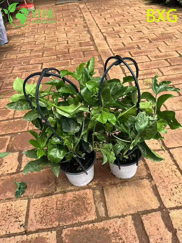 Wholesale Live Fruiting Passion Fruit Plant Passiflora Vine for Export Bonsai