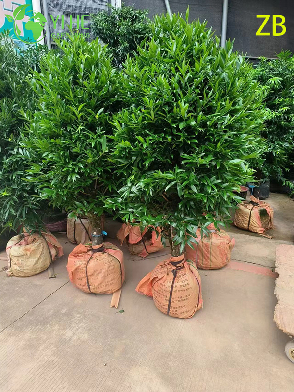 Wholesale Buddhist Pine Podocarpus Live Evergreen Specimen Tree Bonsai