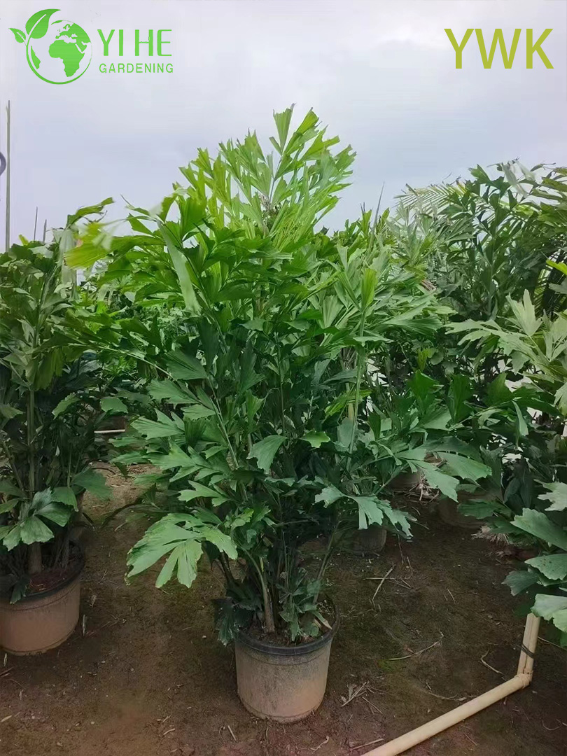 Wholesale Clumping Fishtail Palm for Tropical Privacy Screens Tree