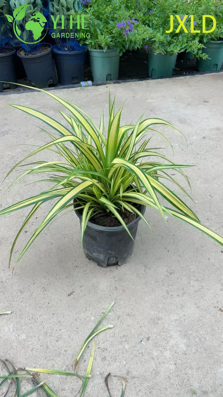 Wholesale Variegated Golden Screw Pine Live Pandanus Plant Bonsai