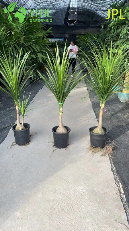 Wholesale Ponytail Palm Elephant's Foot Live Beaucarnea Plant Bonsai