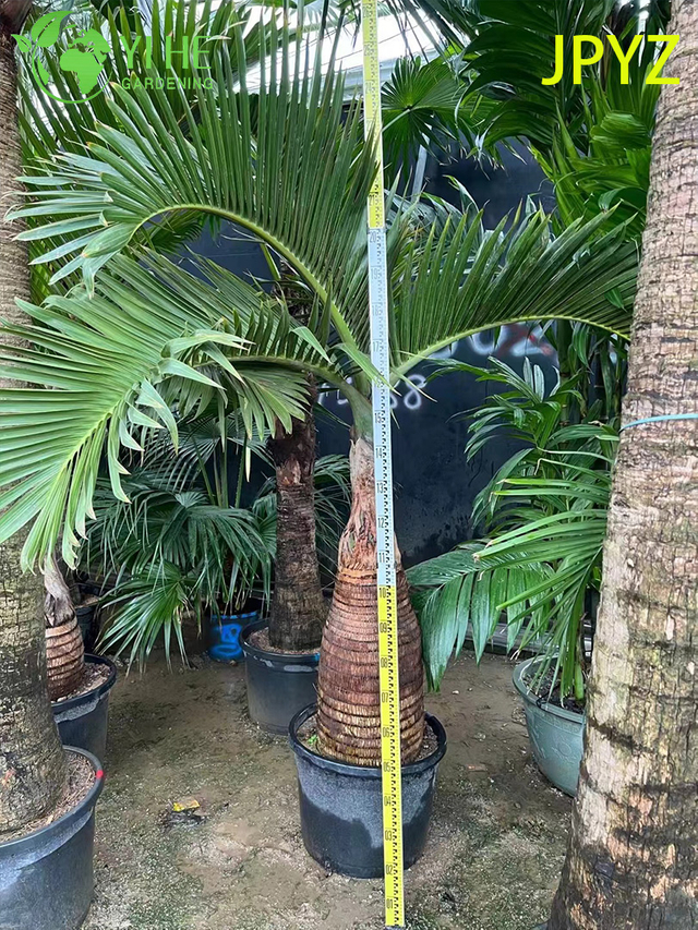 Palma de garrafa de amostra no atacado com árvore de tronco inchada exclusiva