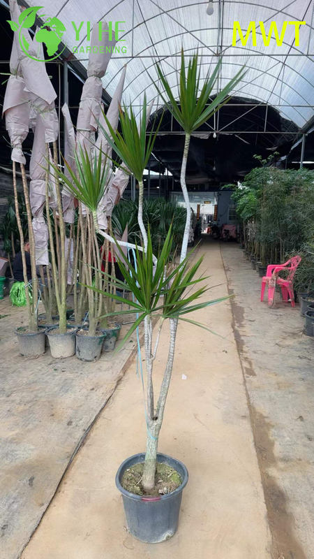 Wholesale Red-Edged Dracaena Marginata Live Multi-Stem Plant Bonsai