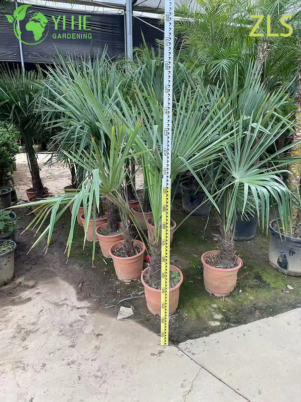 Wholesale Cold Hardy Windmill Palm for Landscape Projects Tree