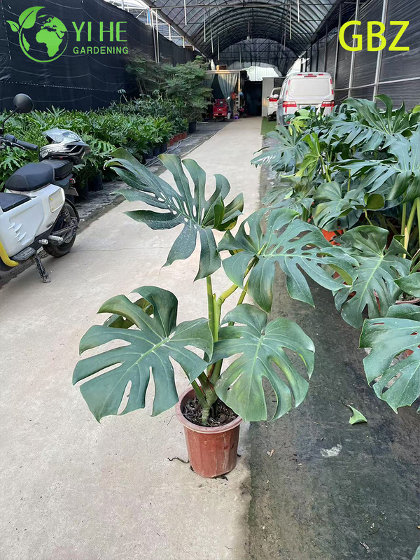 Tropical Young Monstera Deliciosa Potted Plant - Evergreen Air - Purifying Indoor Greenery