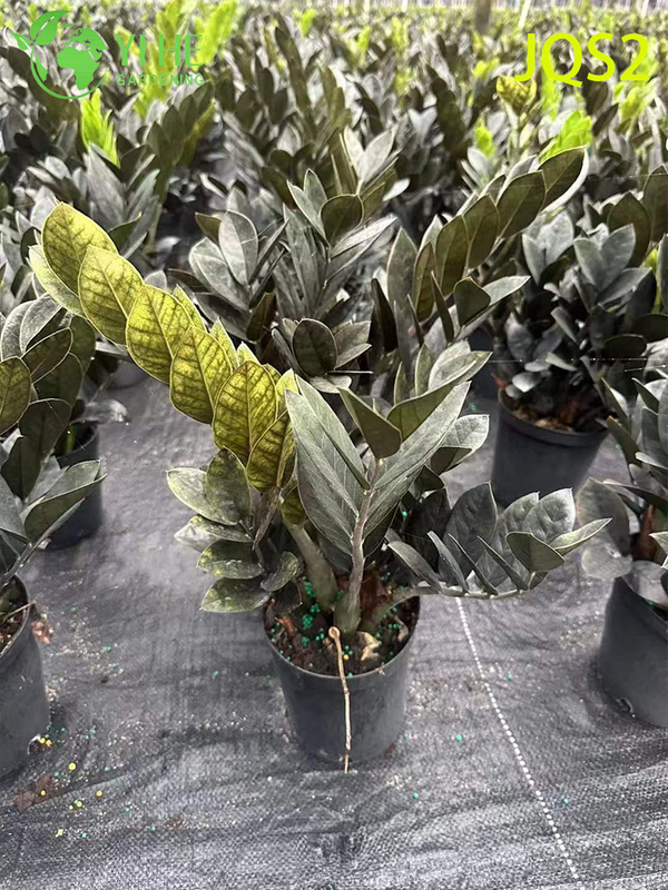 Low - Maintenance Zamioculcas Zamiifolia Money Tree for Indoor Spaces