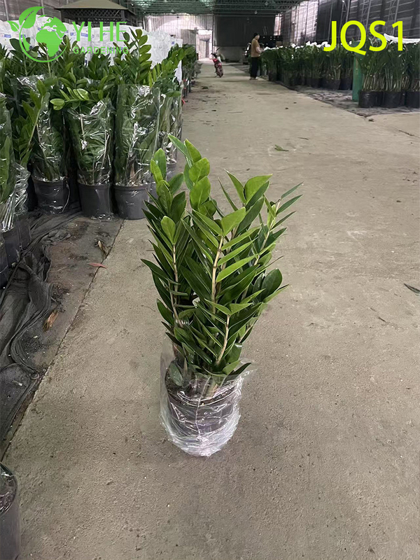 Evergreen Zamioculcas Zamiifolia Money Tree for Indoor Decor