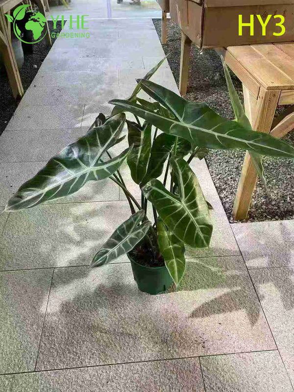 Exotic Foliage Alocasia Potted Plant - Diverse Leaf - Patterned Tropical Greenery