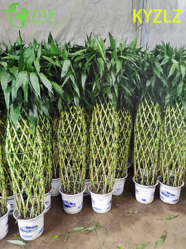 Evergreen Lucky Bamboo Woven Cage for Indoor Feng Shui Decor