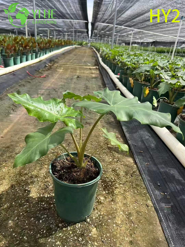 Large - Leafed Tropical Alocasia Potted Plant - Evergreen Indoor & Outdoor Decor Greenery