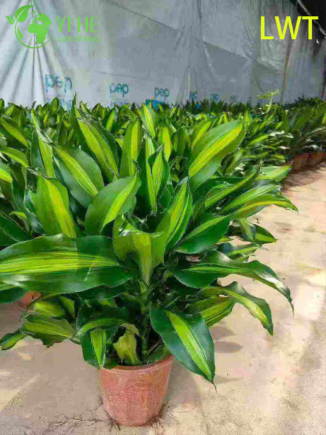 Evergreen Variegated Dracaena Deremensis Compacta Gold for Indoor Decor Plant