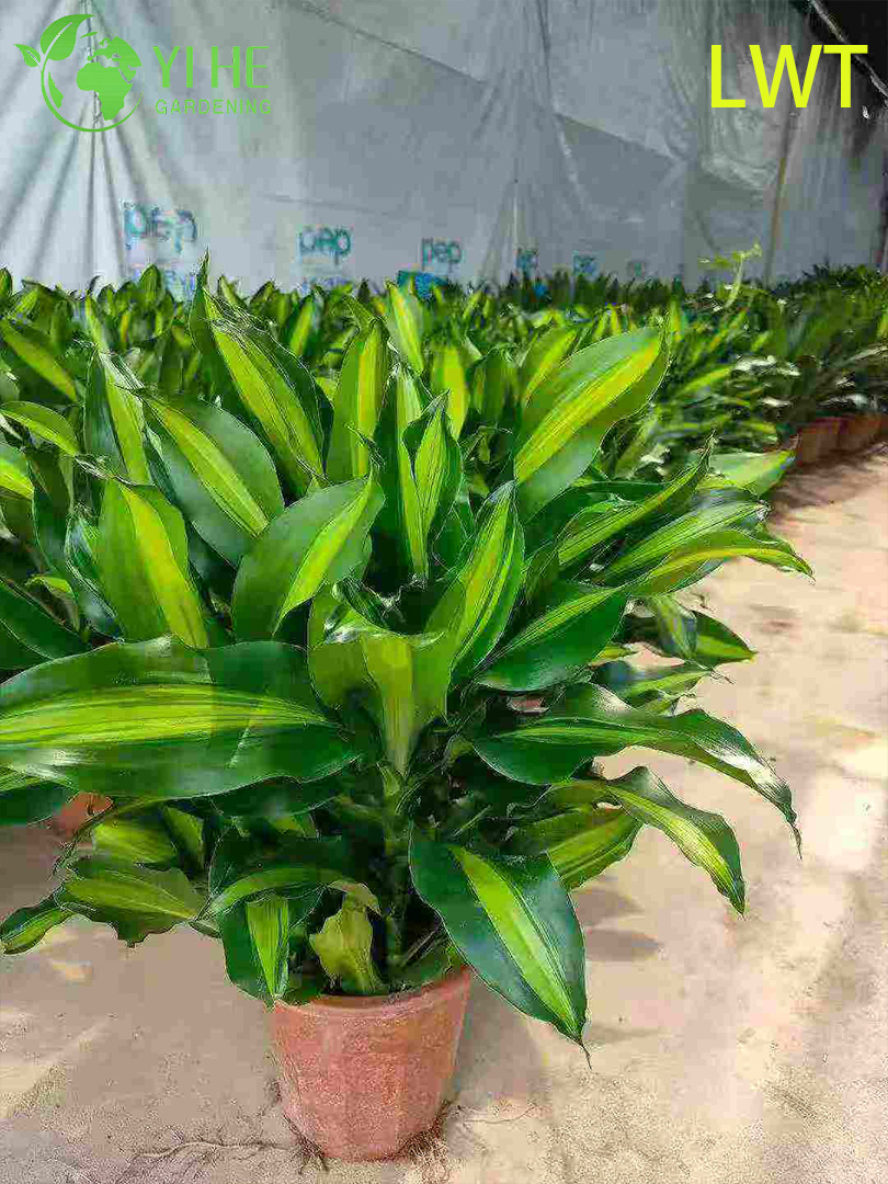 Evergreen Variegated Dracaena Deremensis Compacta Gold for Indoor Decor Plant