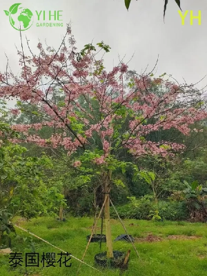 variedade Árvore em flor de cerejeira