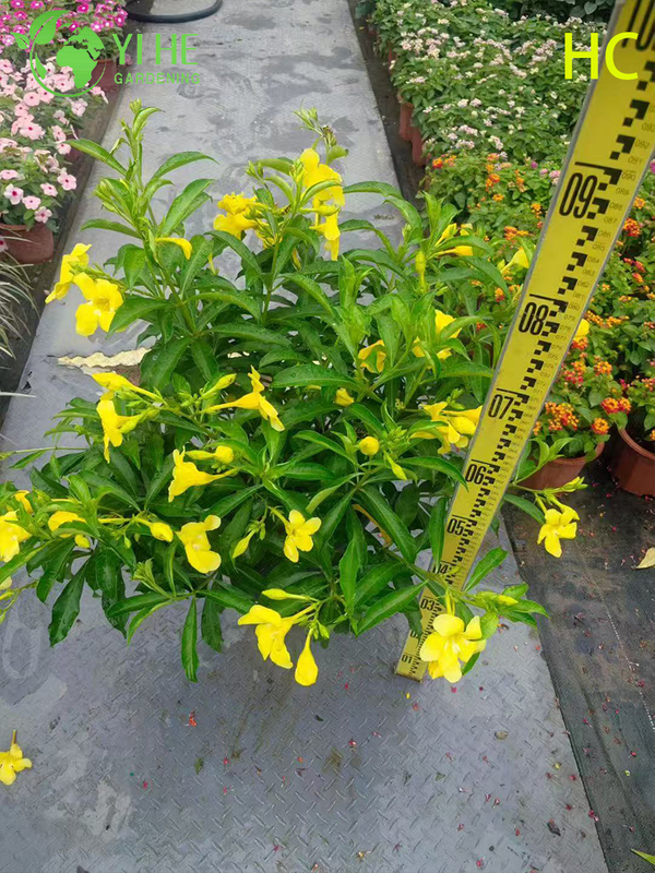 Wholesale Export Yellow Oleander Ornamental Flowering Shrub Premium Quality
