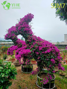 Wholesale Custom Bougainvillea Topiary Animal Living Sculpture Art Bonsai
