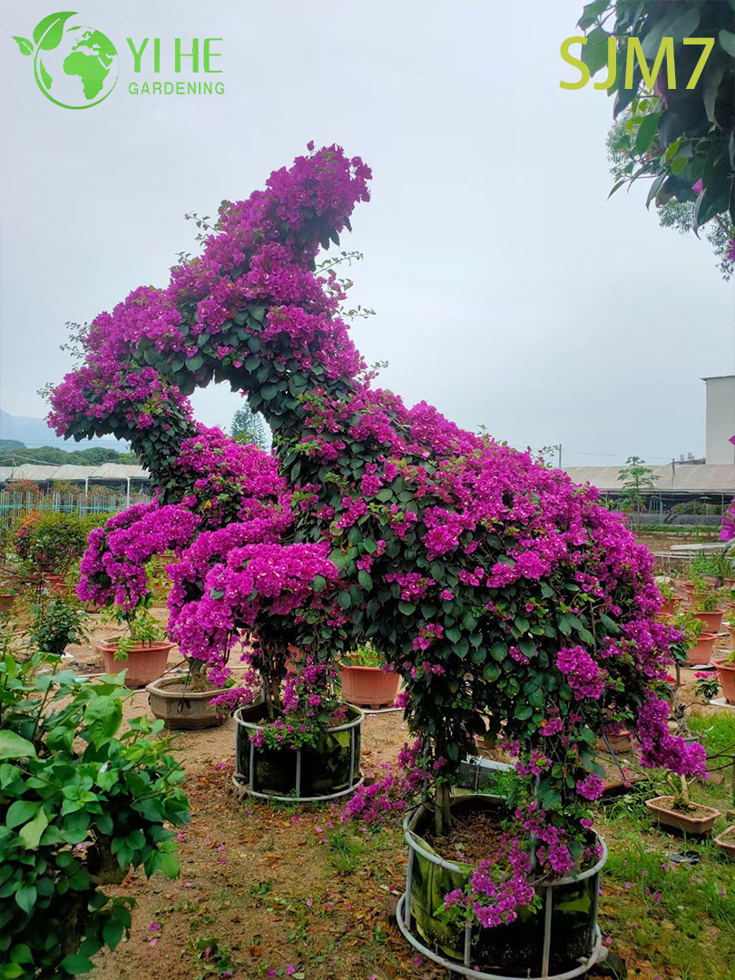 Wholesale Custom Bougainvillea Topiary Animal Living Sculpture Art Bonsai
