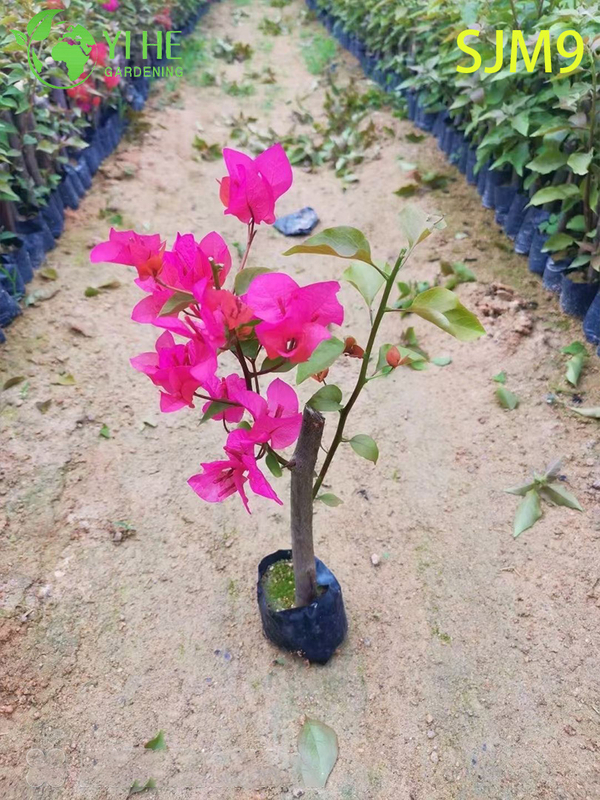 Wholesale Bougainvillea Starter Plants Young Liners for Nursery Bonsai