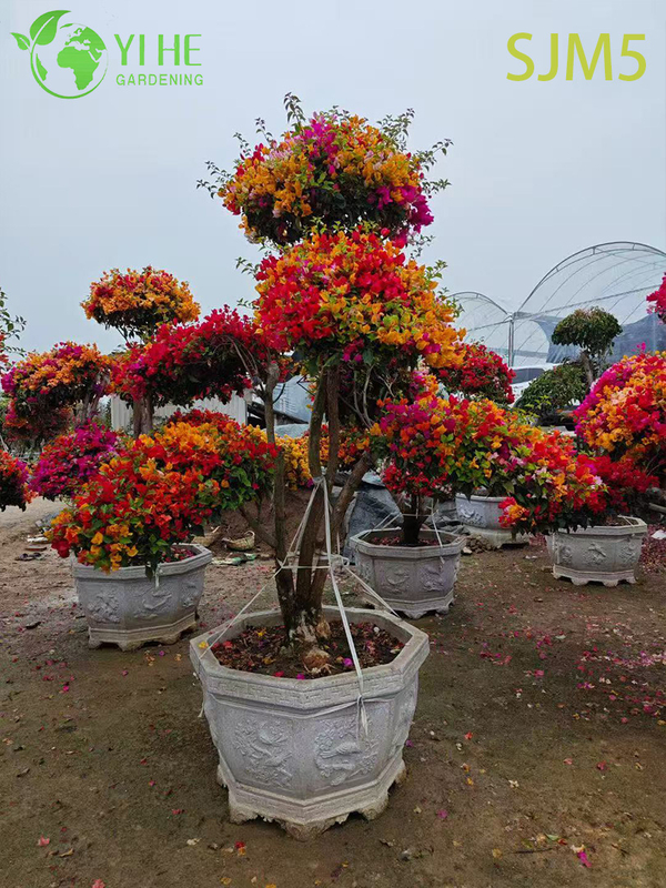 Wholesale Multi-Grafted Bougainvillea Tree Rainbow Specimen Plant Bonsai