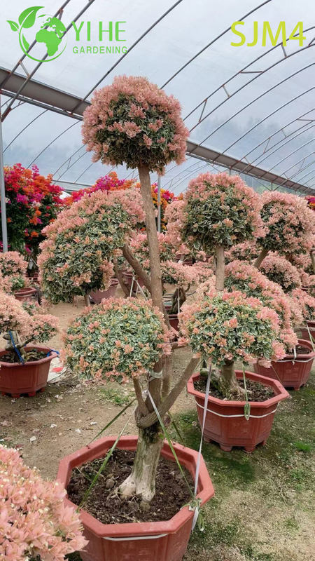Wholesale Artistic Bougainvillea Bonsai Tree Living Garden Sculpture Bonsai