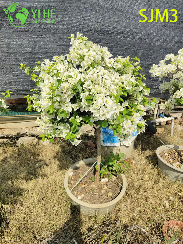 Wholesale Large Bougainvillea Specimen Tree for Outdoor Landscape Bonsai