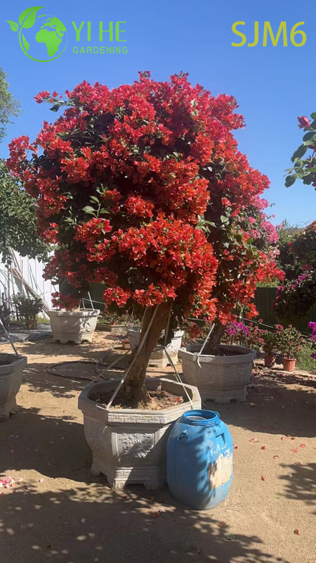 Wholesale Columnar Bougainvillea Topiary Tree Architectural Garden Plant Bonsai
