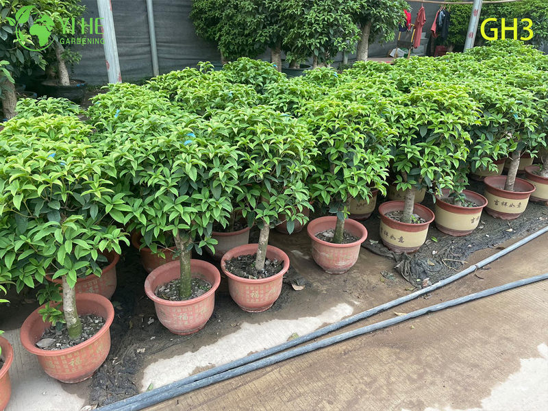 Potted Globular - shaped Osmanthus Fragrans Bonsai Tree