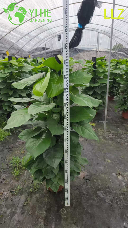 Evergreen Large - Leaf Pothos Pole for Indoor Air Purification Plant