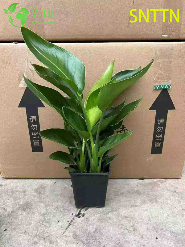 Large - Leaf Indoor Strelitzia Nicolai for Tropical Decor Plant