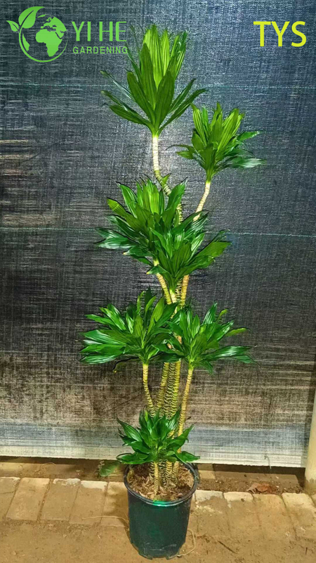 Compact Evergreen Dracaena deremensis for Indoor Decoration Plant