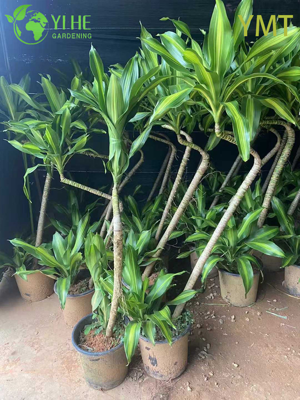 Tall Evergreen Draceana arborea for Indoor Decoration Plant