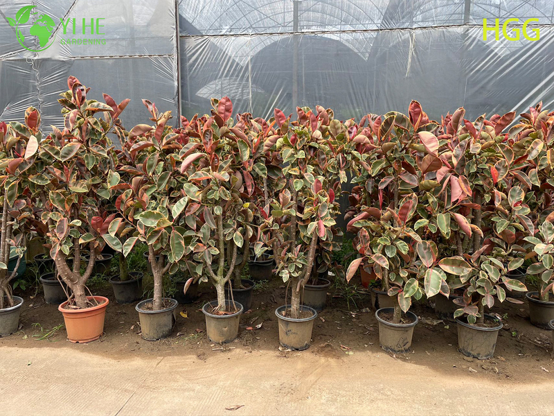 Indoor Ficus Elastica Ruby Rubber Tree Potted Decorative Plant Foliage Air Purifier