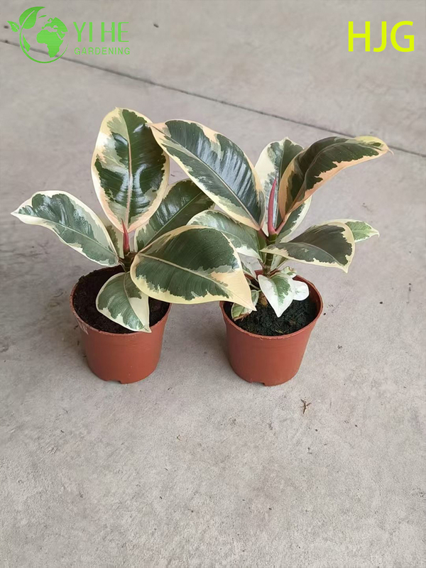 Indoor Flower Ficus Tineke Foliage Potted Decorative Green Plants