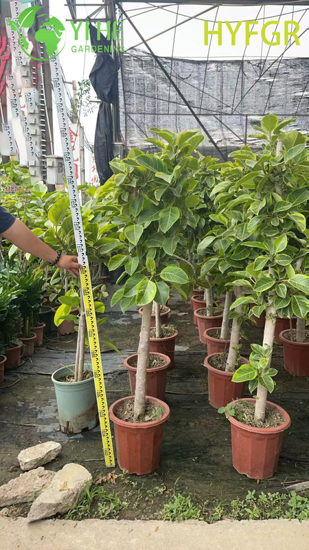 Indoor Ficus Variegata Foliage Potted Decorative Plant