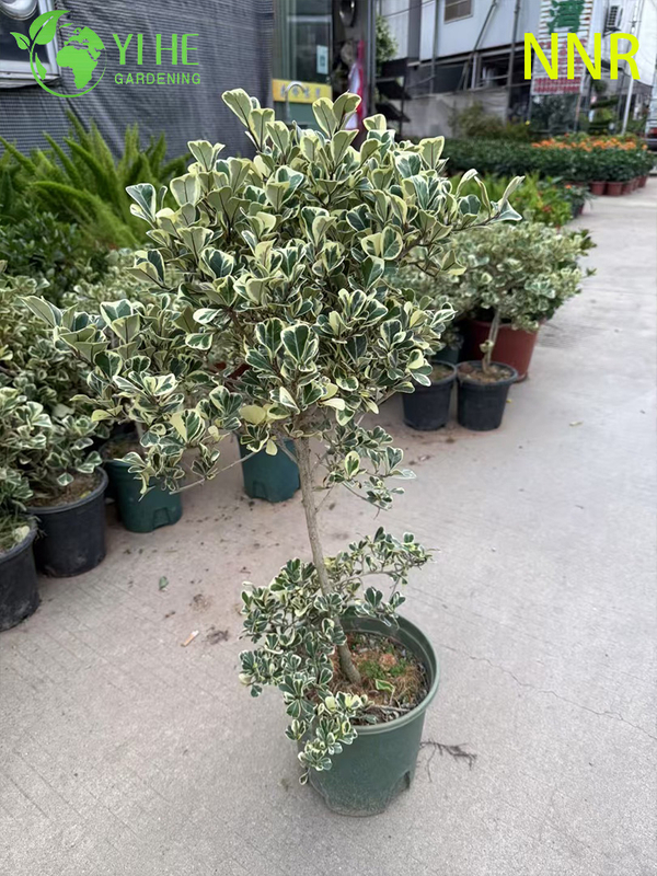 Indoor Milk Fig Ficus Altissima Foliage Potted Decorative Green Plants