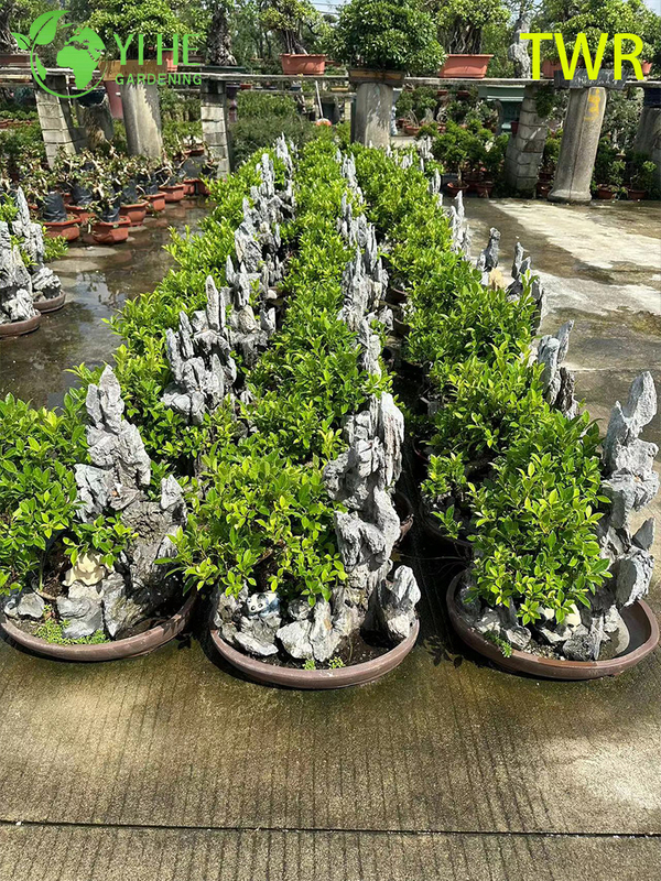 Indoor Taiwan Ficus Microcarpa Foliage Potted Decorative Green Plants