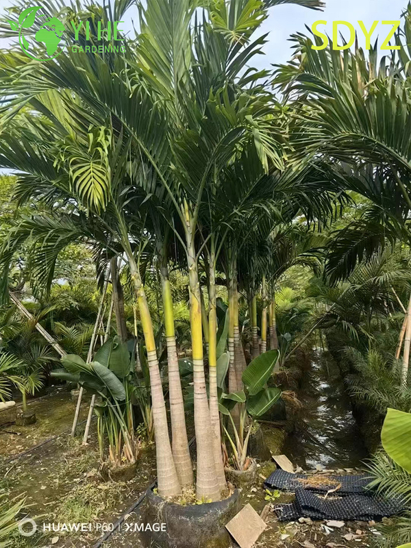 Wholesale Christmas Palm (Adonidia Merrillii) - Evergreen Ornamental Palms