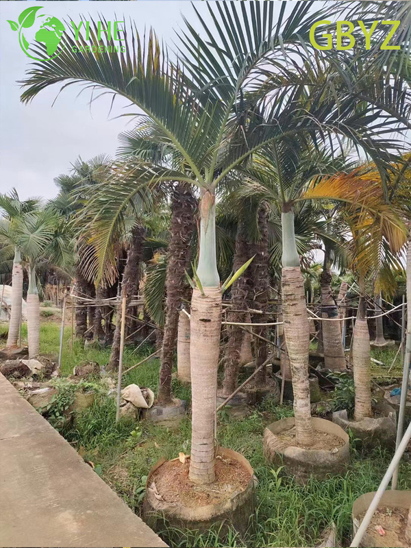 Wholesale Spindle Palm (Hyophorbe Verschaffeltii) - Slender Evergreen Palms