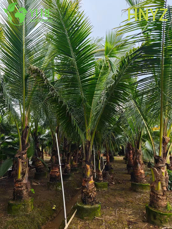 Wholesale Hainan Coconut (Cocos Nucifera) - Fruit-Bearing Evergreen Palms