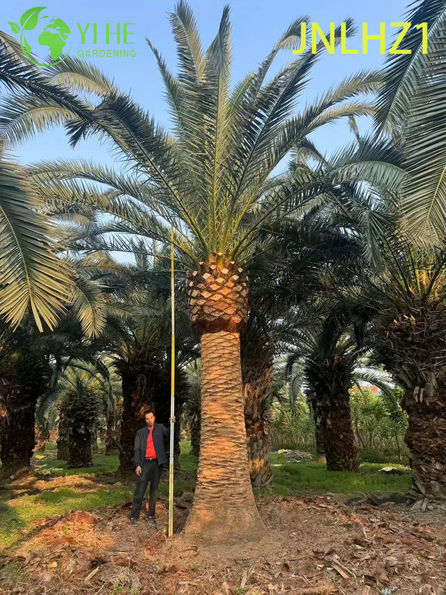 Wholesale Canary Island Date Palm (Phoenix Canariensis) - Large Hardy Palms