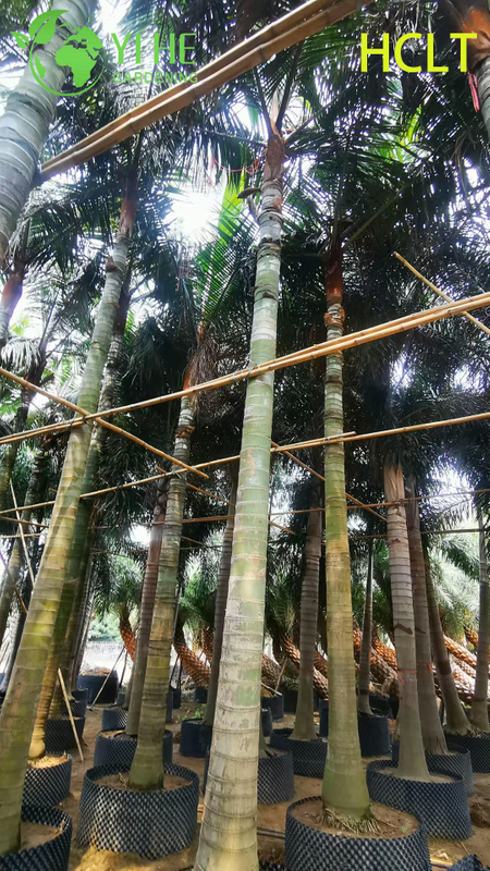 Wholesale Red-Collar Palm (Dypsis Leptocheilos) - Ornamental Evergreen Palms