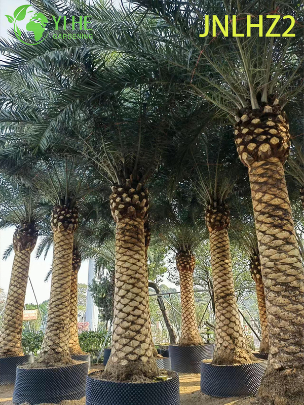 Wholesale Canary Island Date Palm (Phoenix Canariensis) - Large Salt-Tolerant Hardy Palms