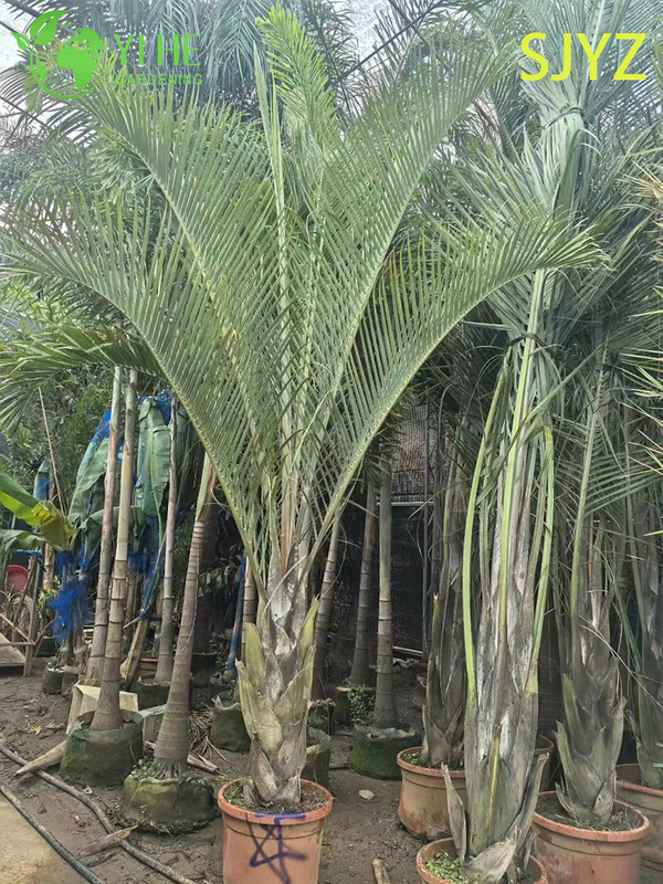 Wholesale Triangular Palm (Dypsis Decaryi) - Evergreen Ornamental Palms
