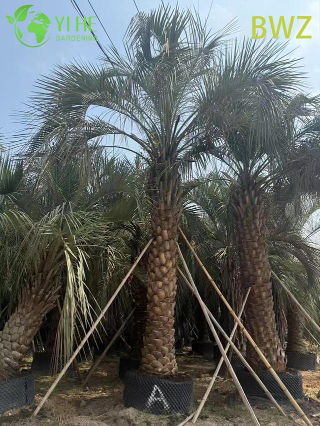 Wholesale Cold-Hardy Butia Capitata (Pindo Palm) - Evergreen Outdoor Palms