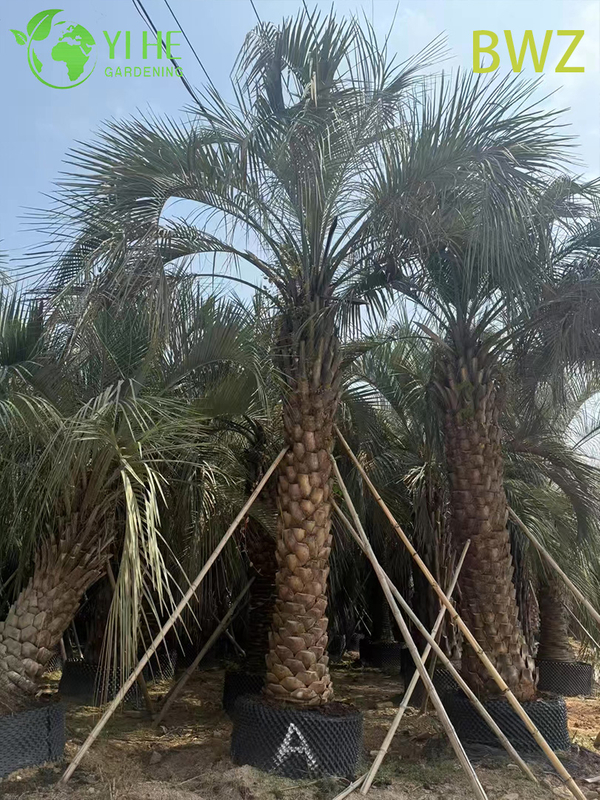 Wholesale Cold-Hardy Butia Capitata (Pindo Palm) - Evergreen Outdoor Palms