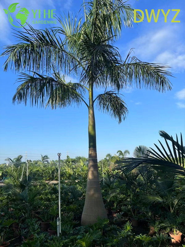 Wholesale Royal Palm (Roystonea Regia) - Tall Evergreen Palms
