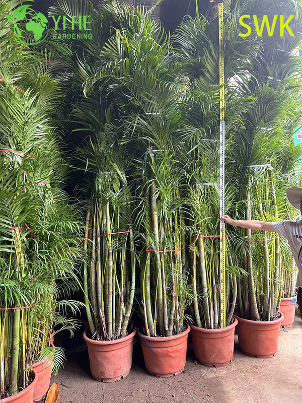 Chrysalidocarpus Lutescens Tropical Evergreen Palm for Indoor Outdoor Decor Plant